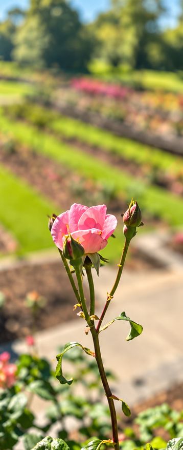 AI-generated enhancement of the rose photograph